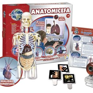 Anatomia cefa